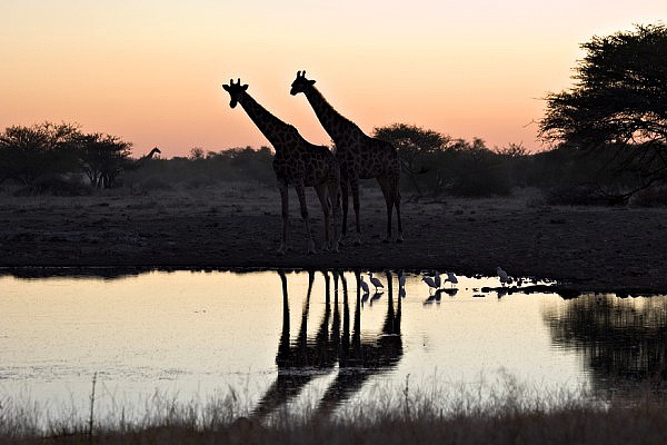 Giraffen Namibia